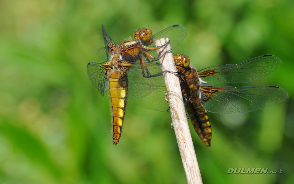 Broad-bodied Chaser (female, Libellula depressa)